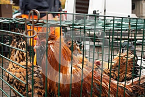 Rooster on the animal market in Mol, Belgium