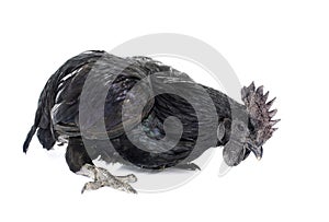 rooster ayam cemani