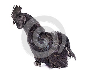 rooster ayam cemani