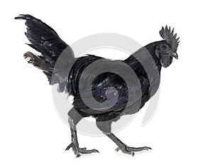 Rooster ayam cemani
