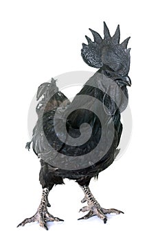 Rooster ayam cemani
