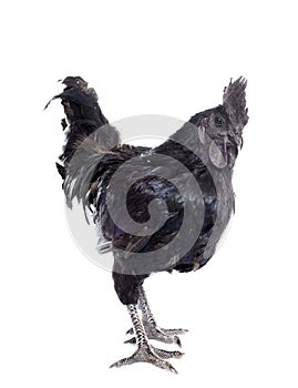 rooster ayam cemani
