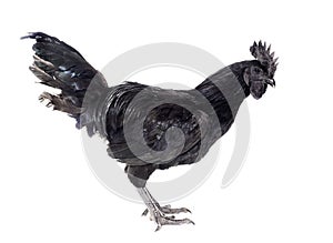 rooster ayam cemani