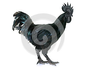 Rooster ayam cemani