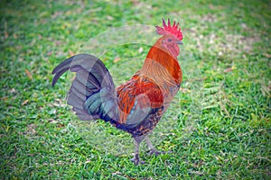 Rooster on a background of green grass