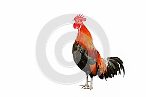 Rooster bantam crows isolate on white background.