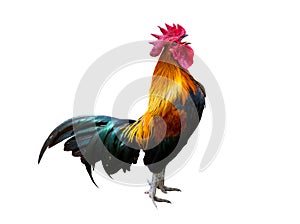 Rooster bantam crows isolate on white background photo