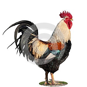 Rooster bantam isolate on white background