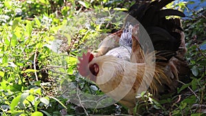 Rooster bantams  eating green plant wildlife nature background