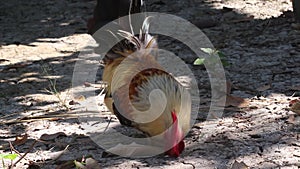 Rooster bantams eating rice on the ground