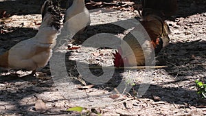 Rooster bantams eating rice on the ground