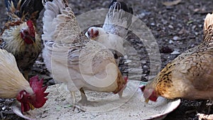 Rooster bantams eating rice husk in old tray