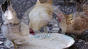 Rooster bantams eating rice husk in old tray