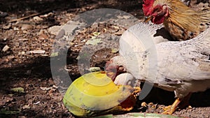 Rooster bantams eating ripe papaya fruit on the ground