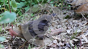 Rooster bantams  finding food on the ground with dried leaf