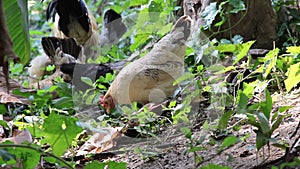 Rooster bantams finding food on the ground	in garden background