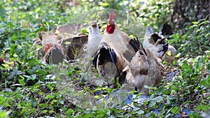 Rooster bantams flock standing in nature nature background