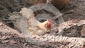 Rooster bantams in the pit ground background