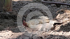 Rooster bantams in the pit of ground wit dust background