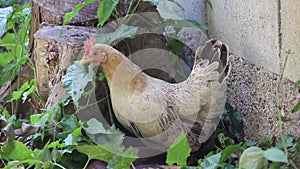 Rooster bantams  standing in nature garden wildlife background