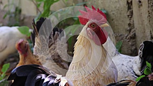 Rooster bantams  standing nature wildlife background