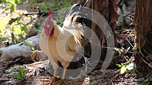 Rooster bantams  standing nature wildlife background