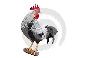 Rooster.