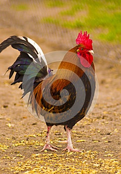 Rooster bird walking around the farm