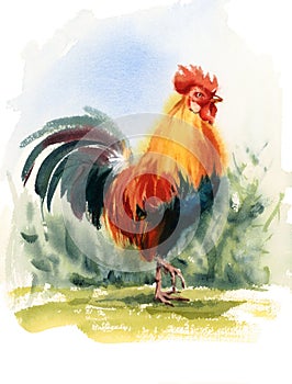 Rooster Bird Watercolor Illustration Hand Drawn photo