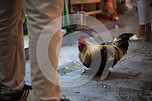 Rooster in a birds market