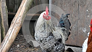 The rooster , the black white hen are Braekel.