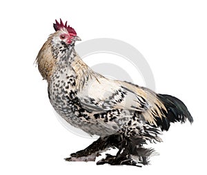 Rooster Booted Bantam (1 year old) photo