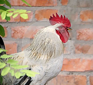 Rooster on a brickwork background