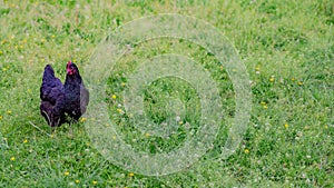 Rooster of a bright black color standing in a corral with green grass