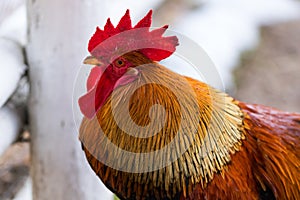 A rooster with bright orange feathers and red comb