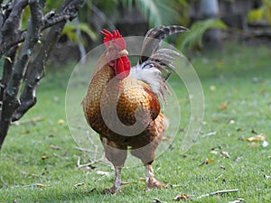 Rooster with Brilliant Red Comb