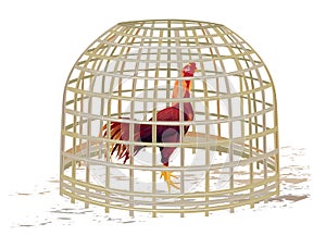 Rooster in cage