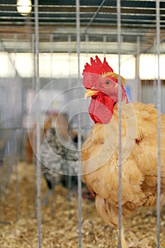 Rooster in Cage at County Fair