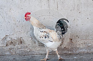 Rooster the champion