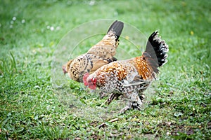 Rooster with chicken