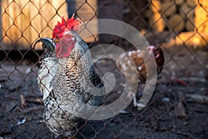 A rooster and a chicken in captivity behind a wire net.