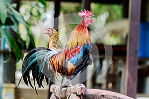 Rooster chicken cockcrow in the morning on the fence