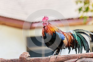 Rooster chicken cockcrow in the morning on the fence