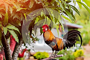 Rooster chicken cockcrow in the morning on the fence .