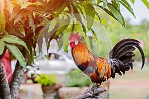 Rooster chicken cockcrow in the morning on the fence .