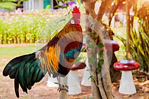 Rooster chicken cockcrow in the morning on the fence .