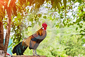 Rooster chicken cockcrow in the morning on the fence .