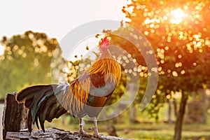 Rooster chicken cockcrow in the morning on the fence .