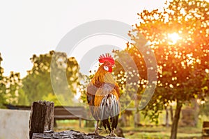 Rooster chicken cockcrow in the morning on the fence .