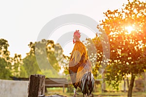 Rooster chicken cockcrow in the morning on the fence .